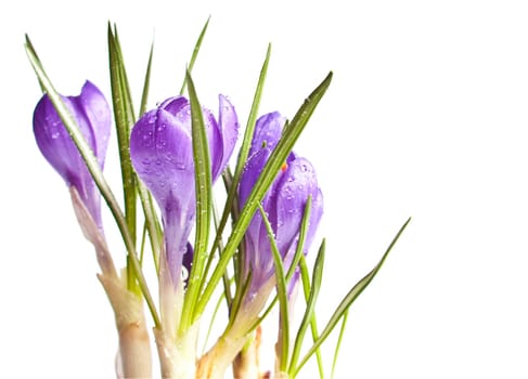 Close-up of Croscus Flowers on White Background