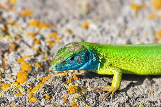 green lizard (lacerta viridis) on a rock mountain