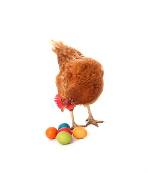 Chicken with Easter eggs