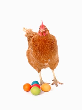 Chicken with Easter eggs