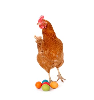 Chicken with Easter eggs
