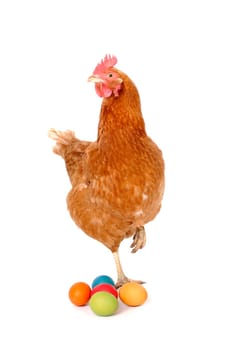 Chicken with Easter eggs