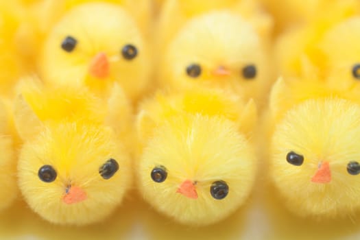 Yellow chicks