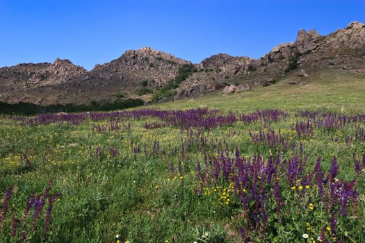 a field of flowers and a mountain background