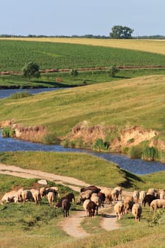 sheep to graze on the edge of a river