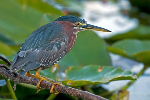 Green heron