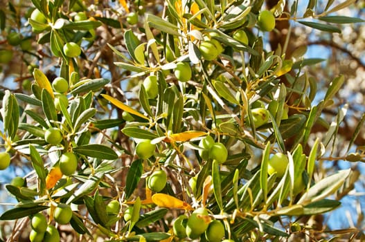 Olives