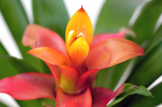 Plant with green leaves and blooming red flower. Selective focus.