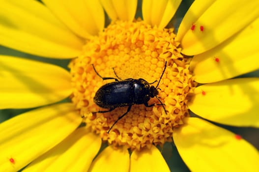 Small insect covered in pollen from blooming flower.