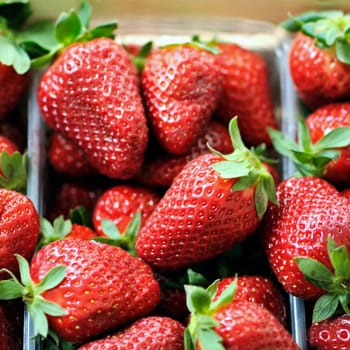 Freshly picked strawberries in plastic containers background.