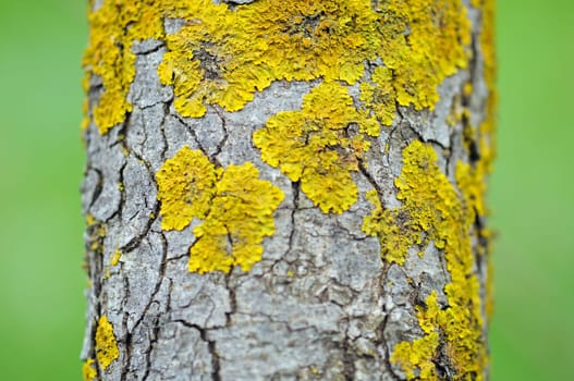 Close up of tree trunk with yellow moss fungus. Selective focus.