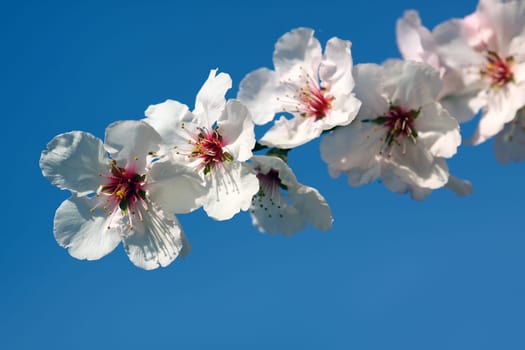 True Sweet Almond [Prunus dulcis 'Pink No. 10']