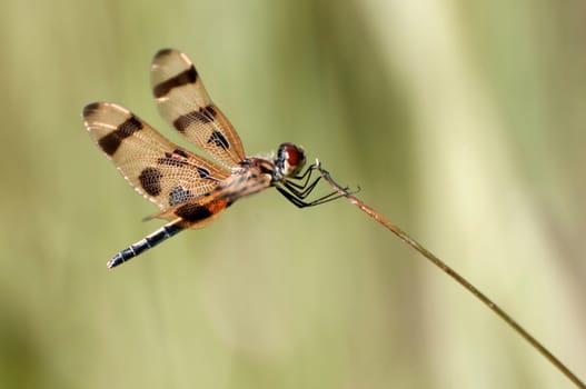 Halloween Pennant