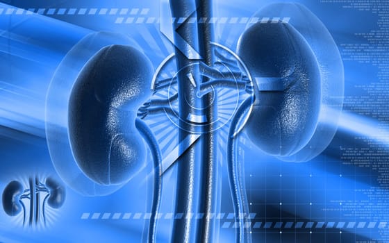 Digital illustration of kidney in colour background