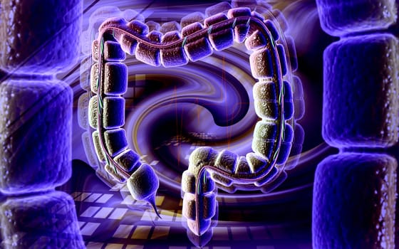 Digital illustration of large intestine in colour background