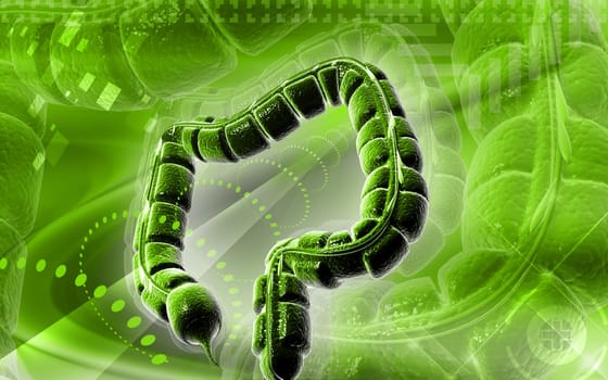 Digital illustration of large intestine in colour background