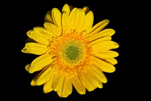 big yellow gerbera daisy on black background