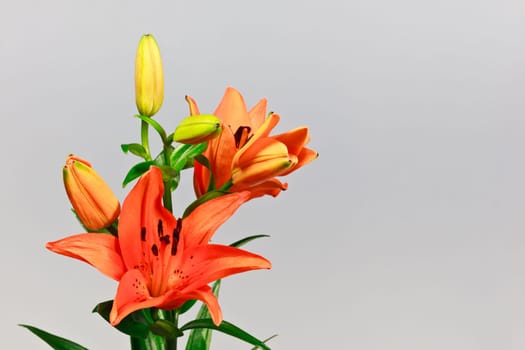 orange lily isolated on a white background
