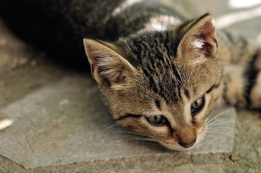 Gray kitten with green eyes. Selective focus.