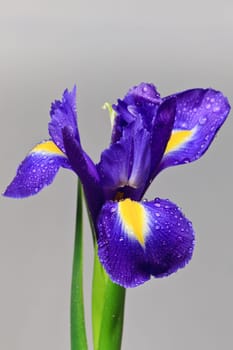 iris flower with drops of water on a white background