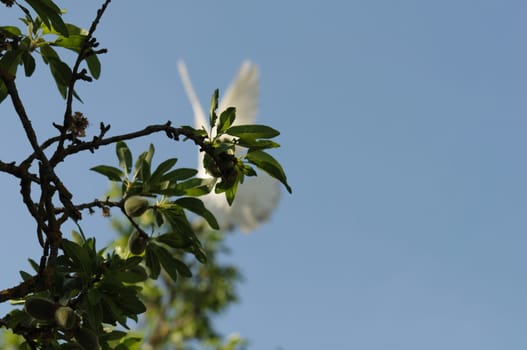 Obscured white dove in flight and tree branches.