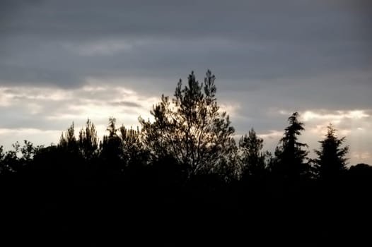 Forest trees silhouette and overcast sky at dusk.