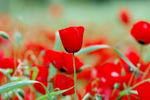 Blooming poppy flowers in a field. Spring season background.