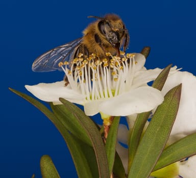 Honey Bee Pollinating Flower