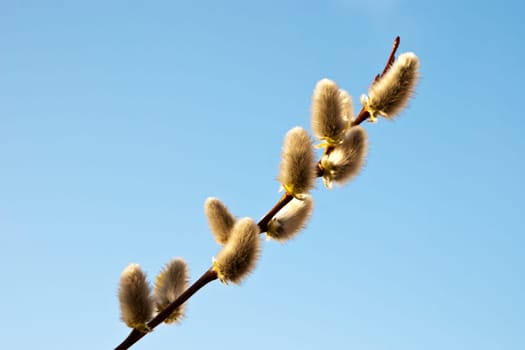 Branch of palm catkins
