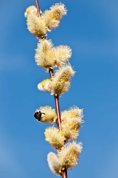 Bumblebee on palm catkins