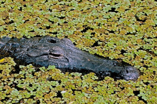 Lurking III