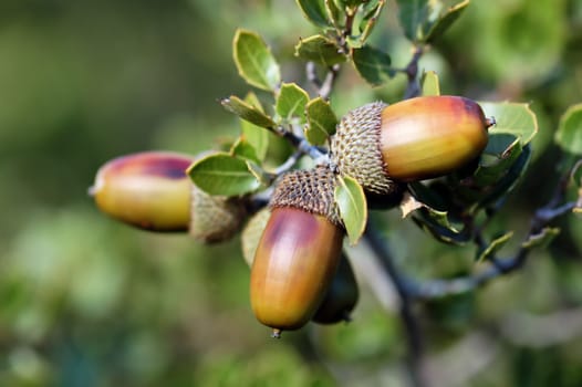 Group of acorn seeds on a branch.