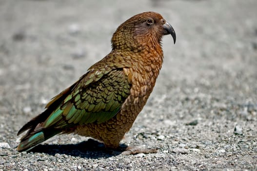 Kea