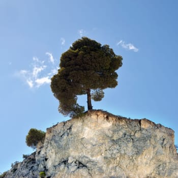 Lone pine tree on the edge of a hilltop cliff.