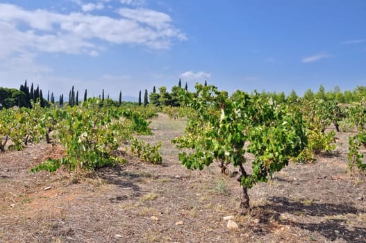 Rows of grapevine plants in vineyard plantation.
