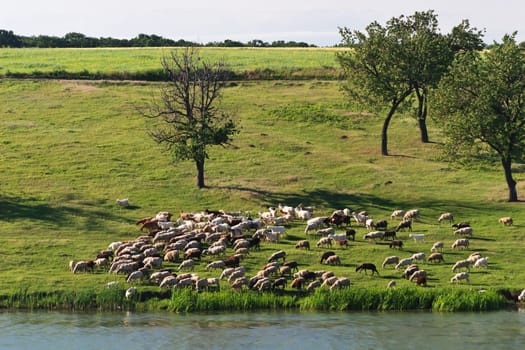 a flock of sheep on the edge of a lake