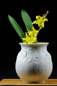 forsythia