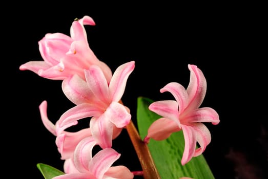 hyacinths