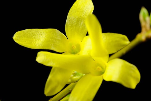 forsythia