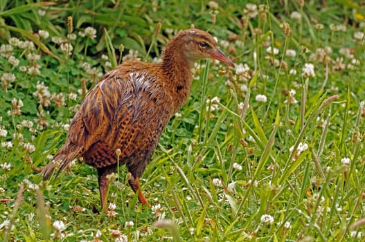 Weka