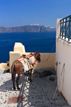 taxi traditionally practiced by donkeys in Santorini