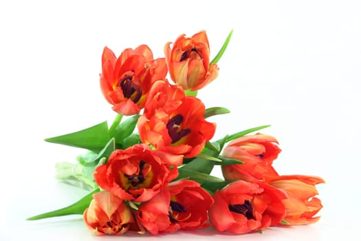 colorful bouquet of tulips against white background