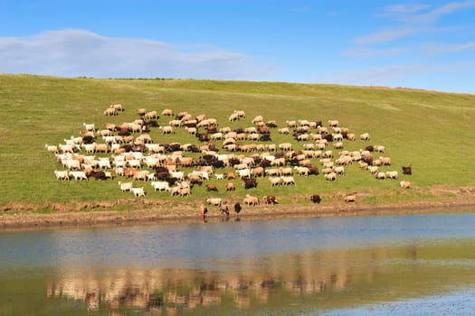 sheep on the edge of a lake
