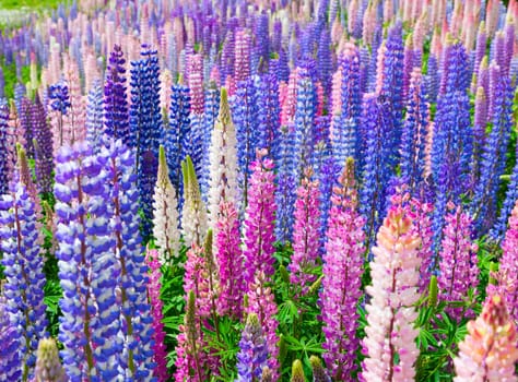 A field of lupin wildflowers in New Zealand