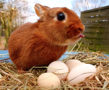 Ätschbäh - Rabbit Union