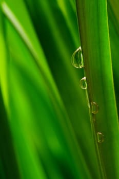 Water Drops on Blade of Grass