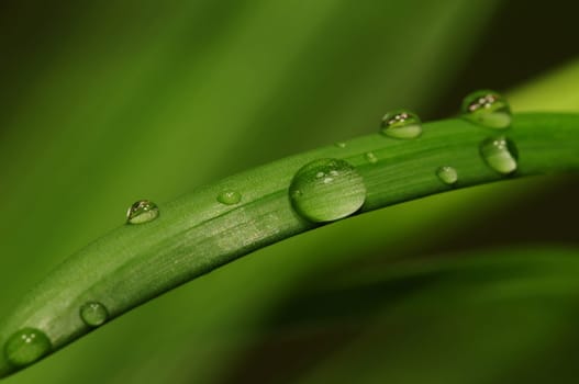 Water Drops on Blade of Grass