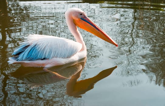 swimming pelican