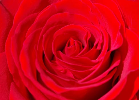 red rose blossom macro