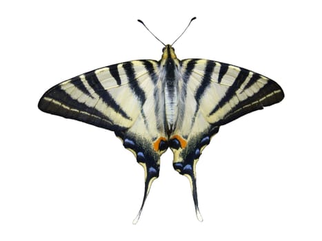 butterfly